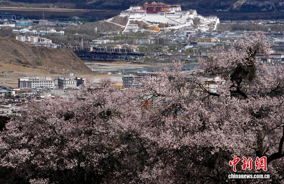 拉萨慈觉林桃花盛放 与布达拉宫交相辉映