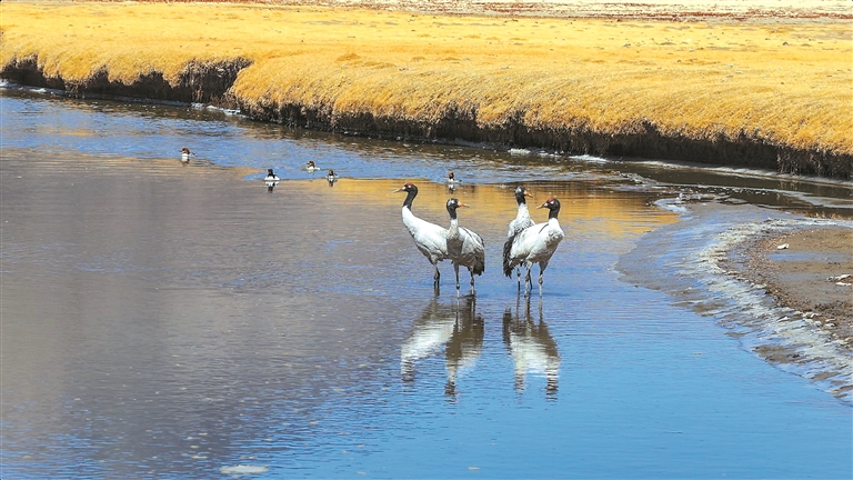 鹤舞高原美如画