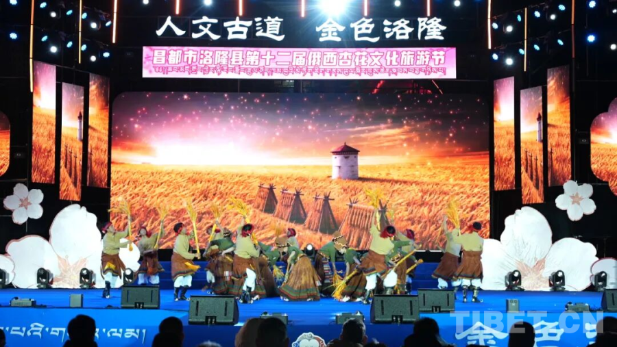 杏花“燃放”南谷大地！西藏洛隆第十二届俄西杏花文化旅游节开幕