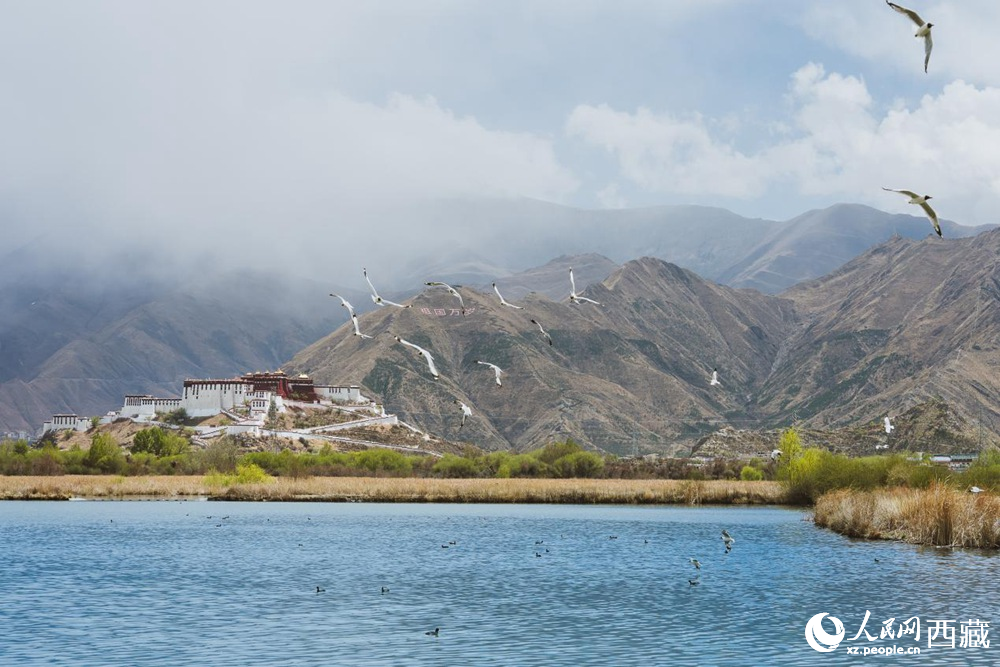 拉鲁湿地：高原“绿肺”焕新颜 草丰水美鸟归来