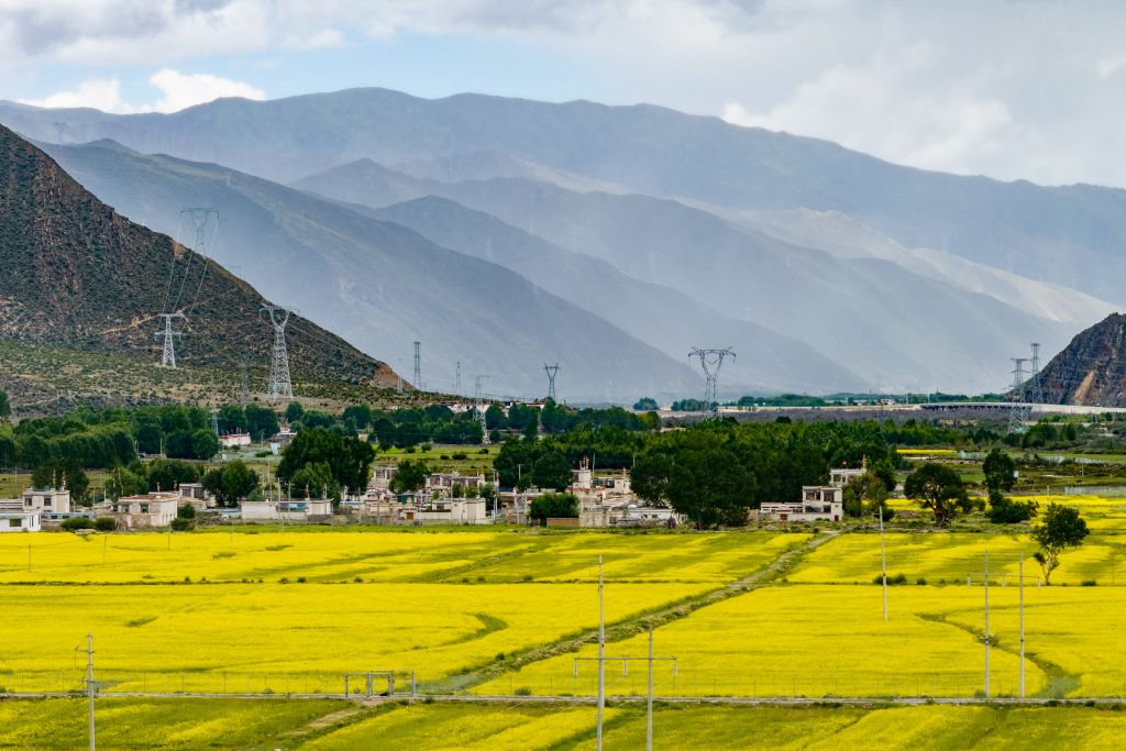 西藏墨竹工卡：千亩油菜花绘金色美景