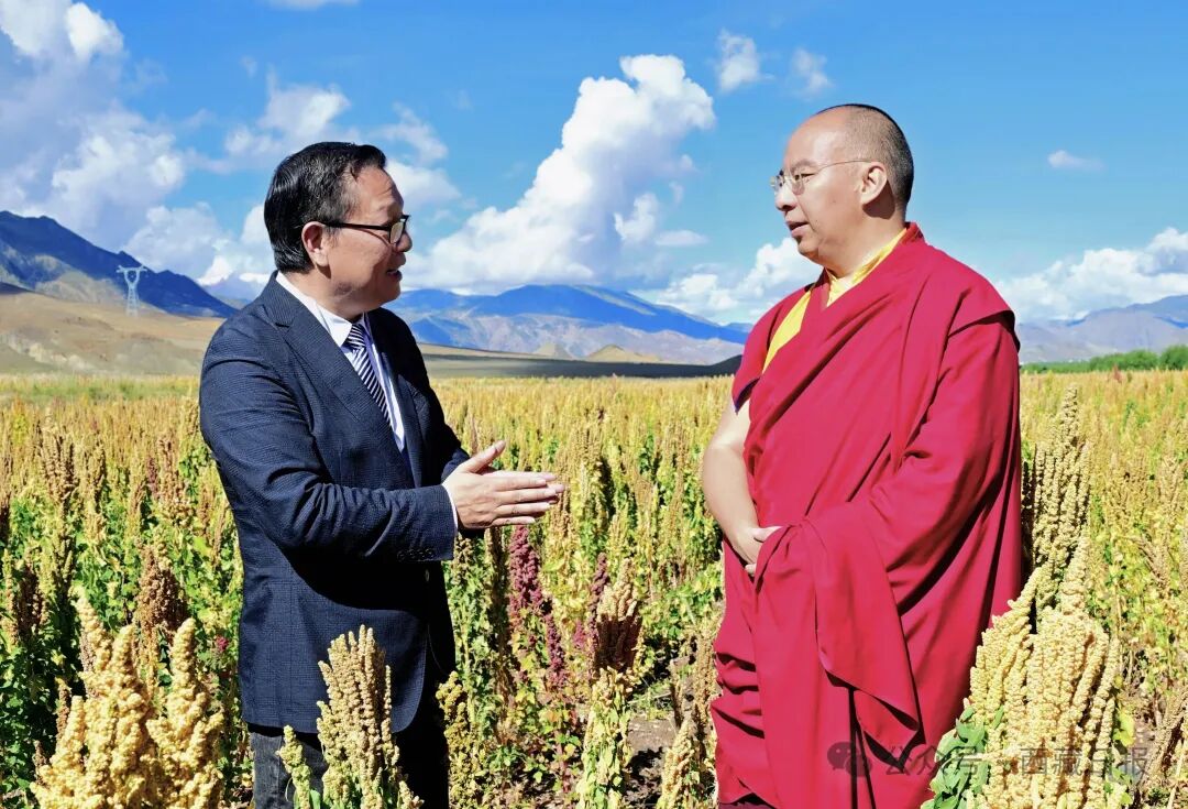 班禅额尔德尼·确吉杰布在萨迦县藜麦种植加工基地调研